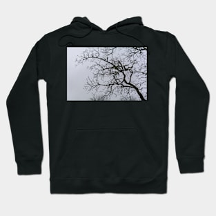 Tree branches silhouette against grey dismal sky Hoodie